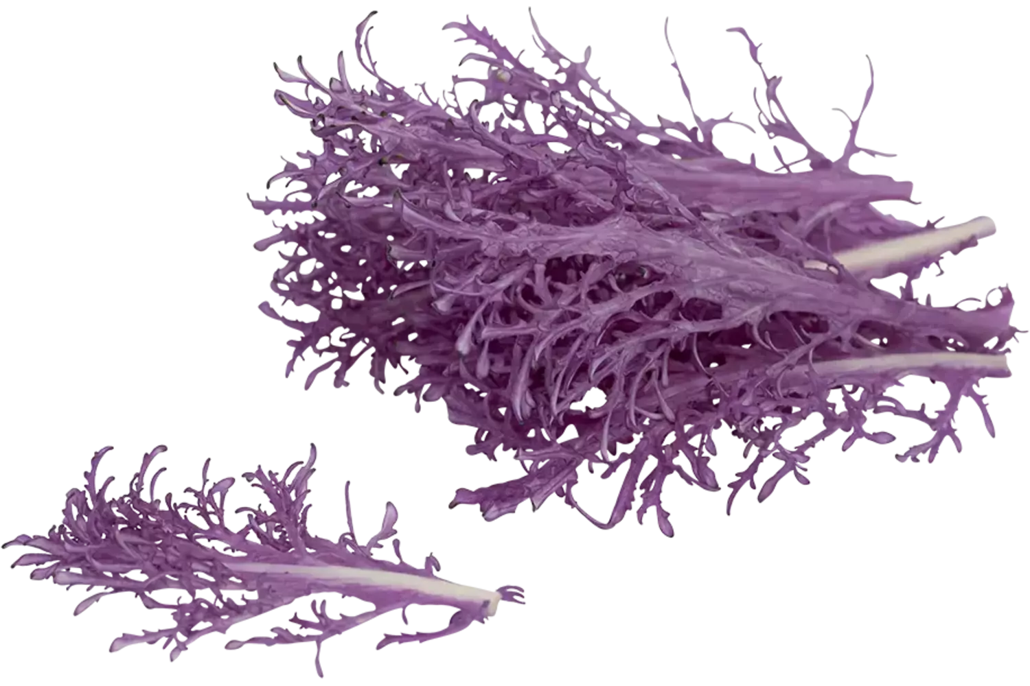 Feuilles de chou ornemental violet 25pc pièce